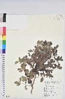 紅仔珠藏品圖，第1張