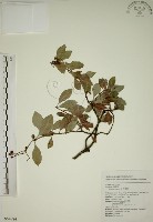 拎壁龍藏品圖，第1張