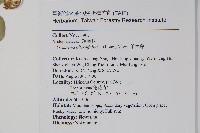 羊角藤、武靴藤藏品圖，第2張