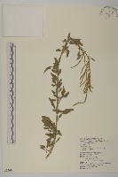 變葉藜藏品圖，第1張