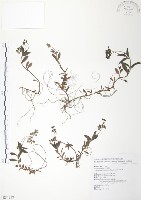 玉山水苦賈藏品圖，第1張