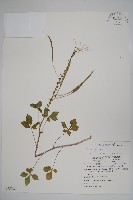 白花菜藏品圖，第1張