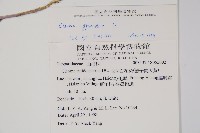 白花菜藏品圖，第2張