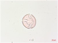 燈籠草藏品圖，第2張