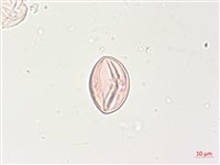 燈籠草藏品圖，第3張