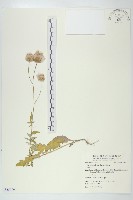 泥胡菜藏品圖，第1張