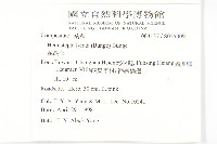 泥胡菜藏品圖，第2張