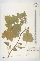 蒼耳、羊帶來藏品圖，第1張