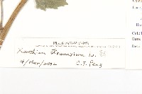 蒼耳、羊帶來藏品圖，第3張