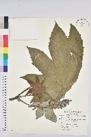 蓖麻藏品圖，第4張