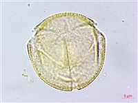 蓖麻藏品圖，第1張