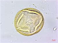 蓖麻藏品圖，第2張