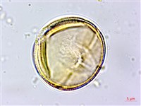 蓖麻藏品圖，第3張