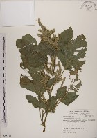 野莧菜藏品圖，第1張