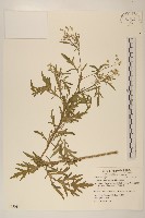 銀膠菊藏品圖，第1張