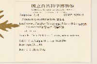 銀膠菊藏品圖，第5張