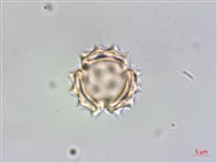 銀膠菊藏品圖，第2張