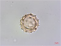 銀膠菊藏品圖，第3張