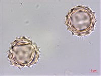 銀膠菊藏品圖，第4張