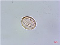 西印度櫻桃藏品圖，第2張