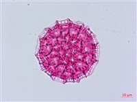 臺灣蒺藜藏品圖，第1張