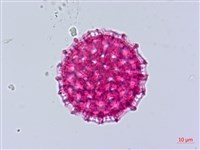 臺灣蒺藜藏品圖，第2張