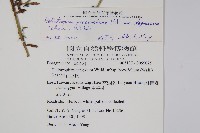 伏毛天芹菜藏品圖，第5張