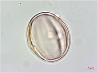 伏毛天芹菜藏品圖，第3張