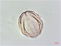 伏毛天芹菜藏品圖，第4張