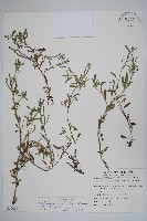 伏毛天芹菜藏品圖，第1張