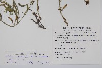 伏毛天芹菜藏品圖，第2張