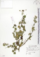 冬葵子藏品圖，第1張