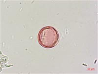 印度田菁藏品圖，第2張