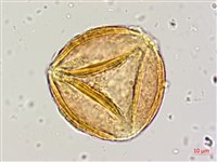 小果刀豆藏品圖，第2張