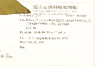 美洲闊苞菊藏品圖，第2張