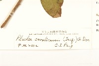 美洲闊苞菊藏品圖，第3張