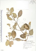 海茄苳藏品圖，第1張