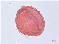 草梧桐藏品圖，第2張