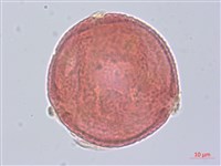 草梧桐藏品圖，第3張