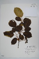 破布子藏品圖，第1張