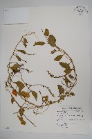 落葵藏品圖，第1張