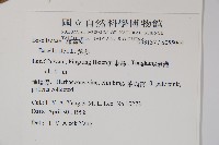 落葵藏品圖，第2張