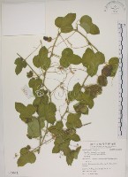 毛西番蓮藏品圖，第1張