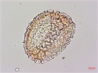 毛西番蓮藏品圖，第2張