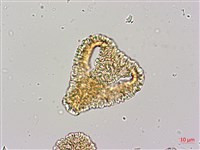 毛西番蓮藏品圖，第4張