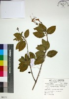 苦林盤藏品圖，第1張