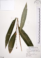 山月桃藏品圖，第1張