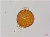 紅皮、葉下白、赤仔尾藏品圖，第2張