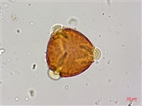 紅皮、葉下白、赤仔尾藏品圖，第3張