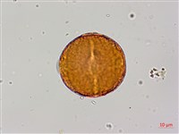 紅皮、葉下白、赤仔尾藏品圖，第4張